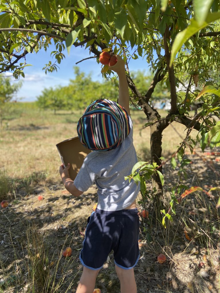 fruit picking portland oregon